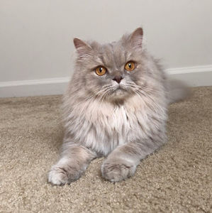 Meet your Posher, Skylar